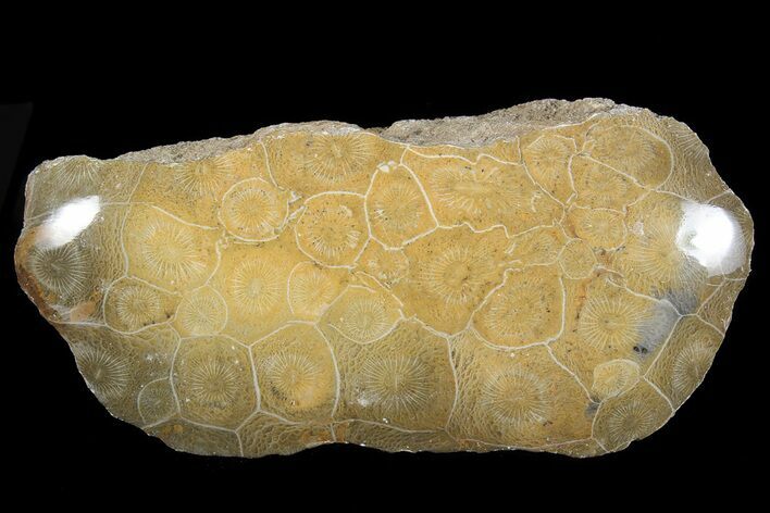 Polished Fossil Coral (Actinocyathus) Head - Morocco #72326
